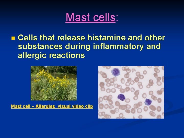 Mast cells: n Cells that release histamine and other substances during inflammatory and allergic