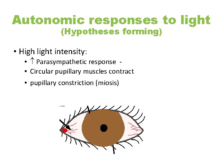Autonomic responses to light (Hypotheses forming) • High light intensity: • Parasympathetic response •