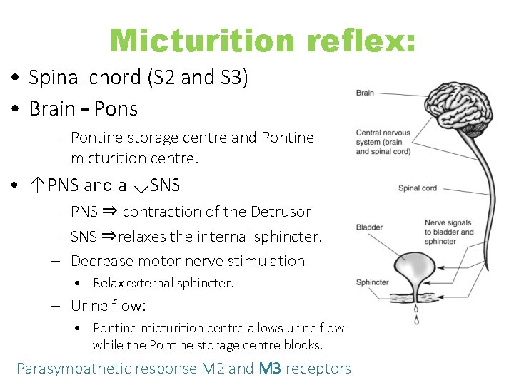 Micturition reflex: • Spinal chord (S 2 and S 3) • Brain – Pons