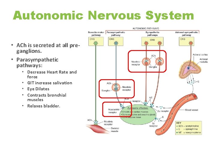 Autonomic Nervous System • ACh is secreted at all preganglions. • Parasympathetic pathways: •