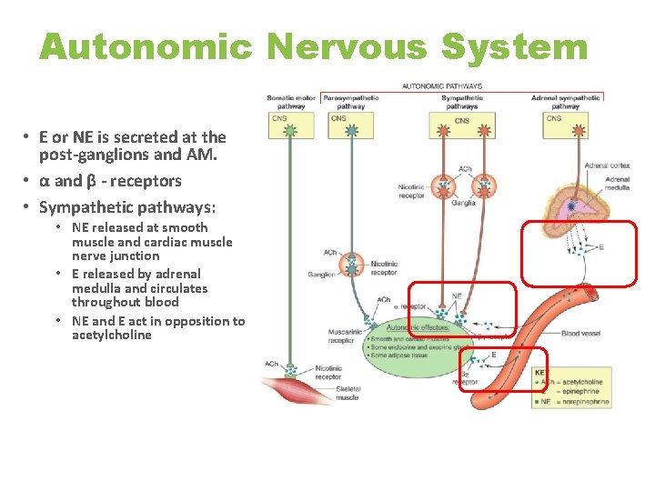 Autonomic Nervous System • E or NE is secreted at the post-ganglions and AM.