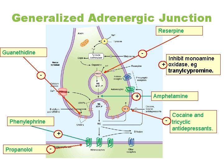 Generalized Adrenergic Junction Reserpine Guanethidine - - + Phenylephrine + Propanolol - Inhibit monoamine