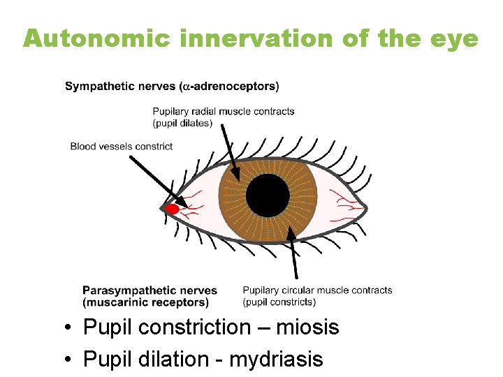 Autonomic innervation of the eye • Pupil constriction – miosis • Pupil dilation -