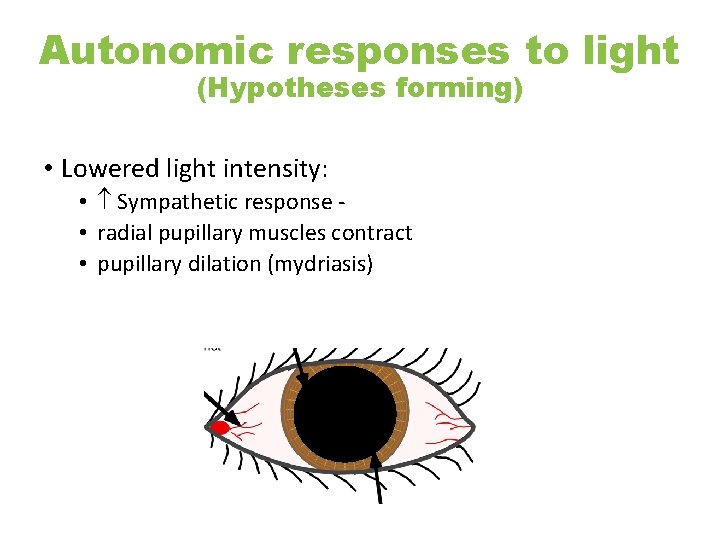 Autonomic responses to light (Hypotheses forming) • Lowered light intensity: • Sympathetic response •