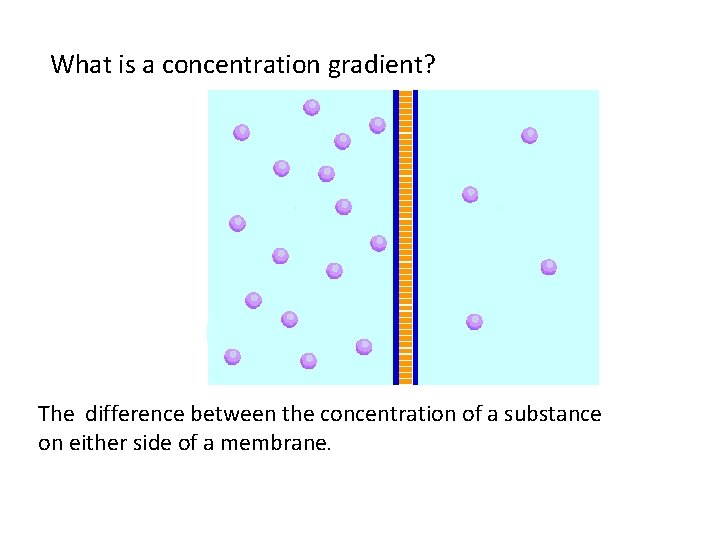 What is a concentration gradient? The difference between the concentration of a substance on