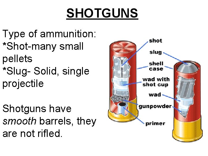 SHOTGUNS Type of ammunition: *Shot-many small pellets *Slug- Solid, single projectile Shotguns have smooth SHOTGUNS Type of ammunition: *Shot-many small pellets *Slug- Solid, single projectile Shotguns have smooth