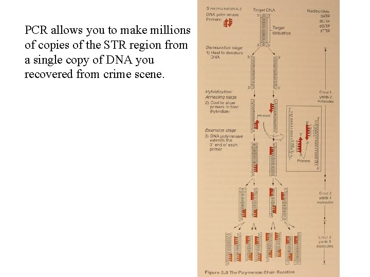 PCR allows you to make millions of copies of the STR region from a