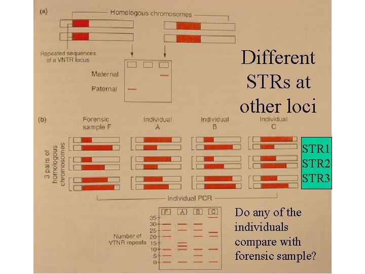 Different STRs at other loci STR 1 STR 2 STR 3 Do any of