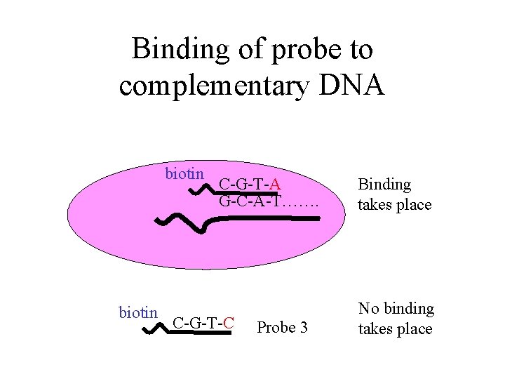 Binding of probe to complementary DNA biotin C-G-T-A G-C-A-T……. C-G-T-C Probe 3 Binding takes