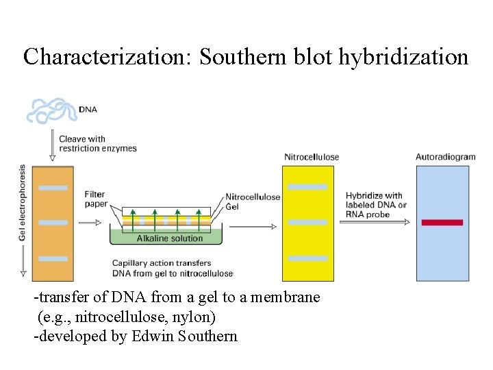 Characterization: Southern blot hybridization -transfer of DNA from a gel to a membrane (e.