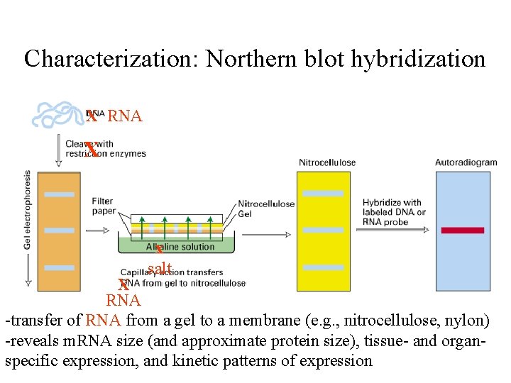 Characterization: Northern blot hybridization X RNA X x salt X RNA -transfer of RNA