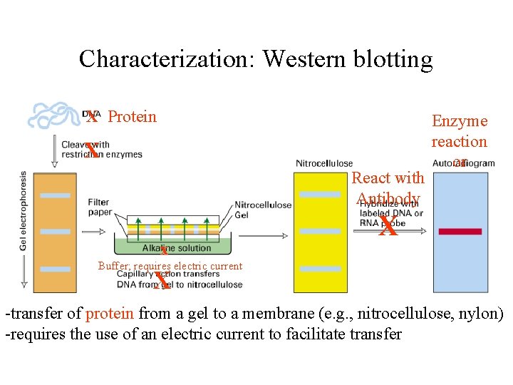 Characterization: Western blotting X Protein X React with Antibody x Enzyme reaction or X