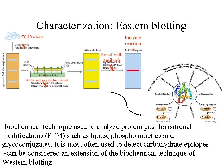 Characterization: Eastern blotting -biochemical technique used to analyze protein post transitional modifications (PTM) such