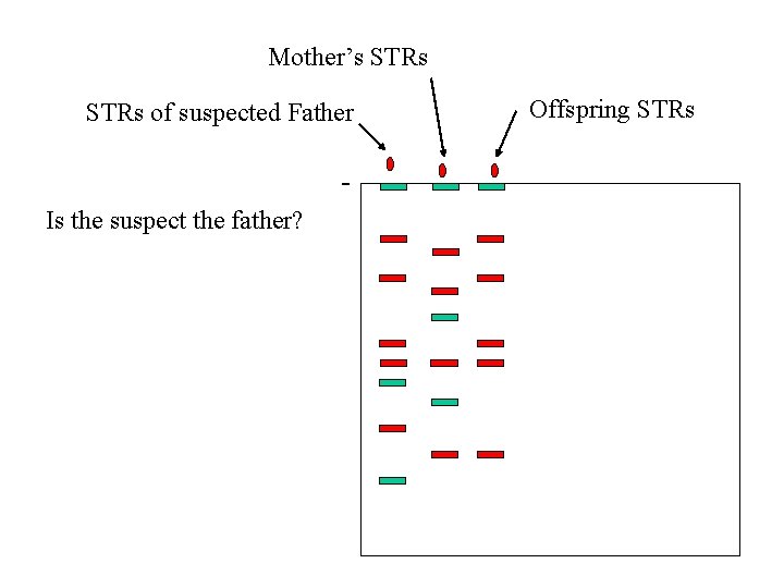 Mother’s STRs of suspected Father Is the suspect the father? Offspring STRs 