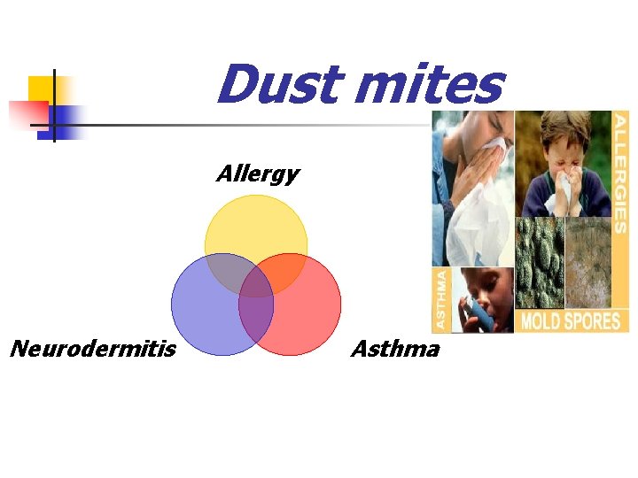 Dust mites Allergy Neurodermitis Asthma 