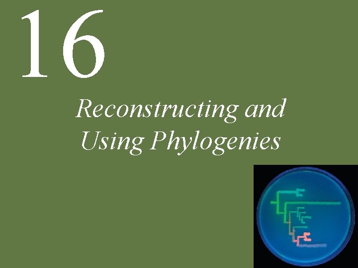 16 Reconstructing and Using Phylogenies 