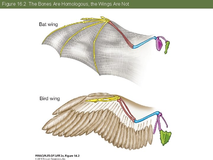 Figure 16. 2 The Bones Are Homologous, the Wings Are Not 