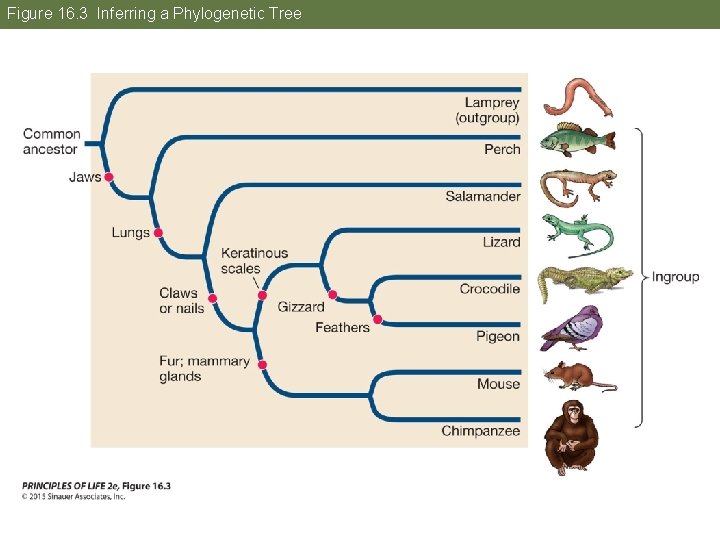 Figure 16. 3 Inferring a Phylogenetic Tree 