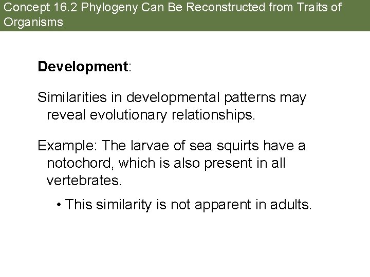 Concept 16. 2 Phylogeny Can Be Reconstructed from Traits of Organisms Development: Similarities in