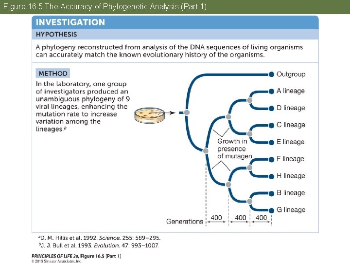 Figure 16. 5 The Accuracy of Phylogenetic Analysis (Part 1) 