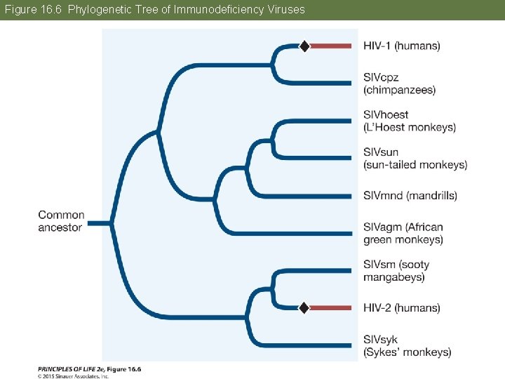 Figure 16. 6 Phylogenetic Tree of Immunodeficiency Viruses 