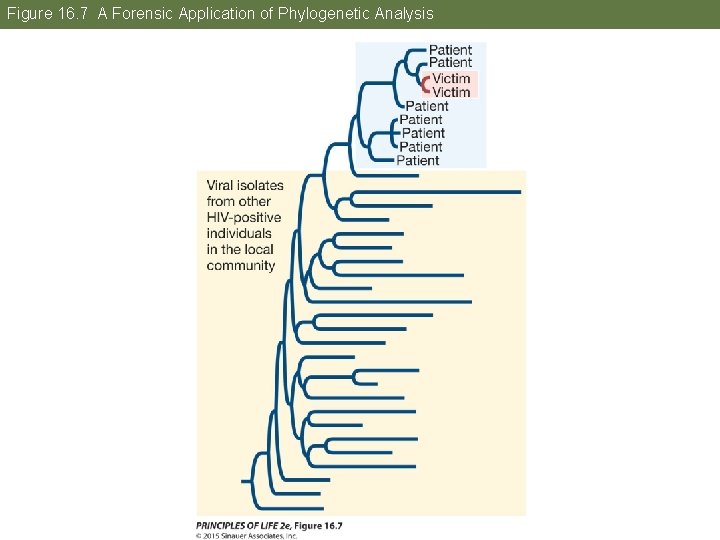 Figure 16. 7 A Forensic Application of Phylogenetic Analysis 