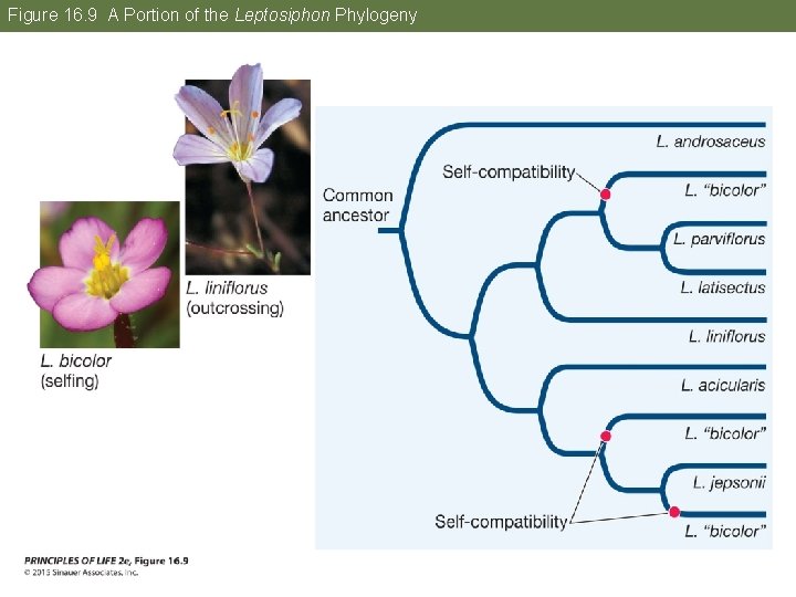 Figure 16. 9 A Portion of the Leptosiphon Phylogeny 