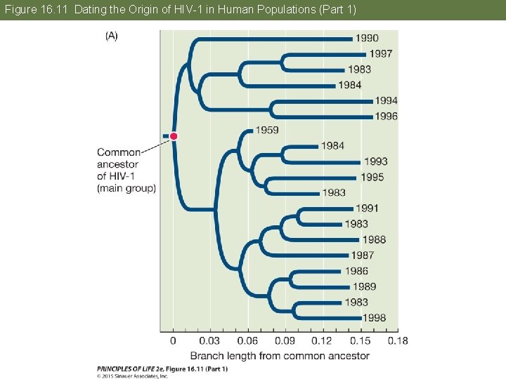 Figure 16. 11 Dating the Origin of HIV-1 in Human Populations (Part 1) 