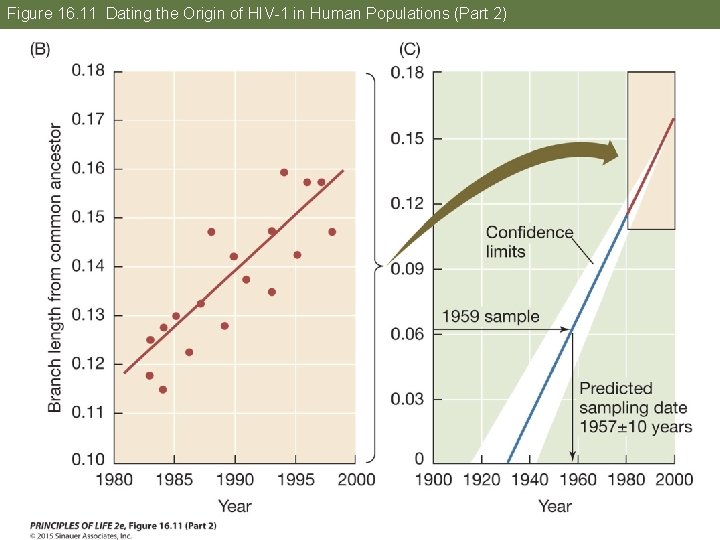 Figure 16. 11 Dating the Origin of HIV-1 in Human Populations (Part 2) 