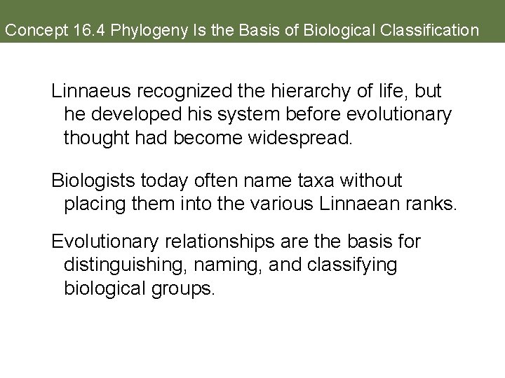 Concept 16. 4 Phylogeny Is the Basis of Biological Classification Linnaeus recognized the hierarchy