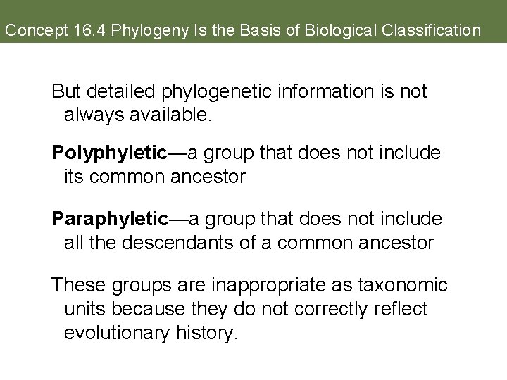 Concept 16. 4 Phylogeny Is the Basis of Biological Classification But detailed phylogenetic information