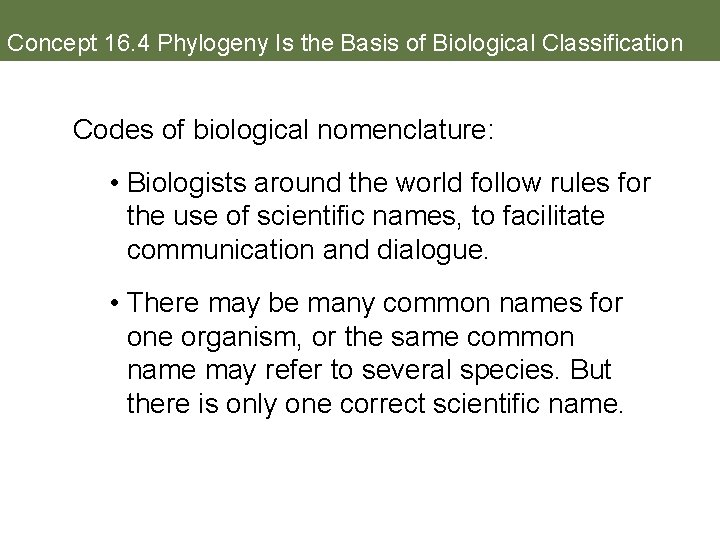 Concept 16. 4 Phylogeny Is the Basis of Biological Classification Codes of biological nomenclature: