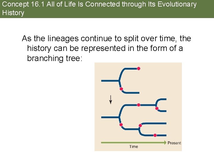 Concept 16. 1 All of Life Is Connected through Its Evolutionary History As the