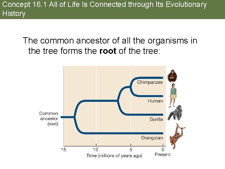 Concept 16. 1 All of Life Is Connected through Its Evolutionary History The common