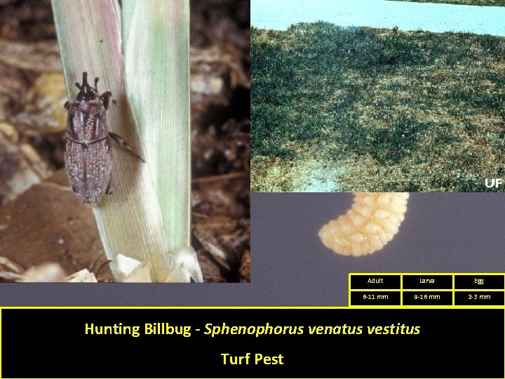 Adult Larva Egg 6 -11 mm 9 -16 mm 2 -3 mm Hunting Billbug Adult Larva Egg 6 -11 mm 9 -16 mm 2 -3 mm Hunting Billbug