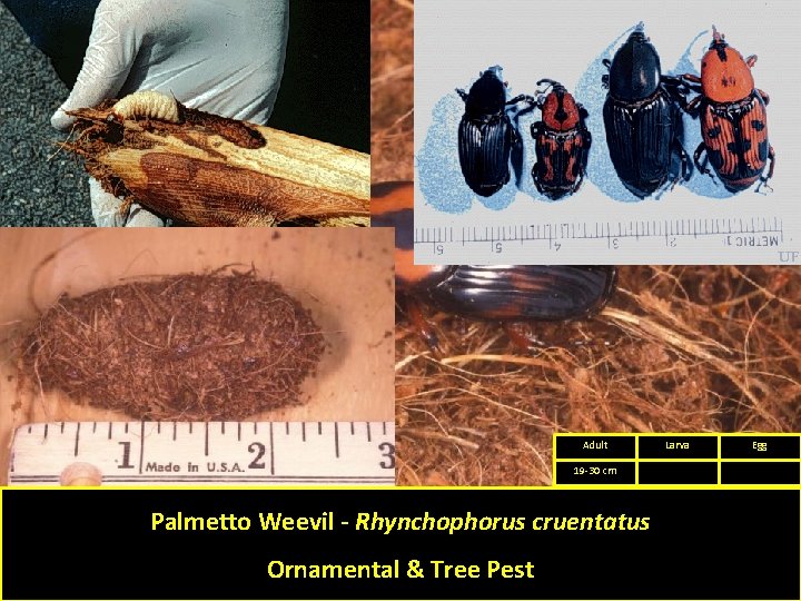 Adult 19 -30 cm Palmetto Weevil - Rhynchophorus cruentatus Ornamental & Tree Pest Larva Adult 19 -30 cm Palmetto Weevil - Rhynchophorus cruentatus Ornamental & Tree Pest Larva