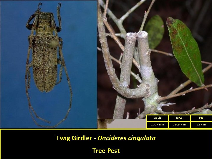 Adult Larva Egg 12 -17 mm 16 -25 mm 2. 5 mm Twig Girdler Adult Larva Egg 12 -17 mm 16 -25 mm 2. 5 mm Twig Girdler