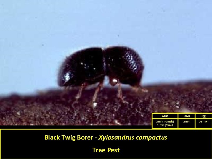 Adult Larva Egg 2 mm (Female) 1 mm (Male) 2 mm 0. 5 mm Adult Larva Egg 2 mm (Female) 1 mm (Male) 2 mm 0. 5 mm