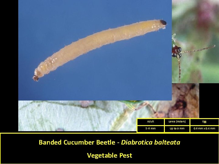 Adult Larva (instars) Egg 5 -6 mm Up to 9 mm 0. 6 mm Adult Larva (instars) Egg 5 -6 mm Up to 9 mm 0. 6 mm