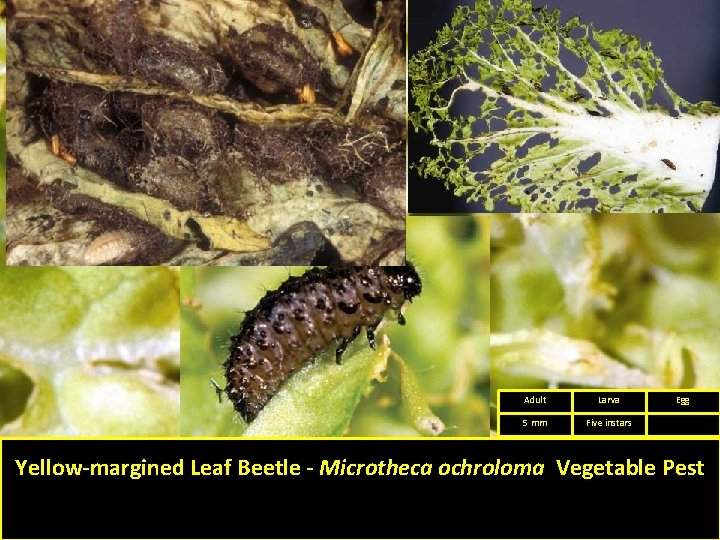 Adult Larva 5 mm Five instars Egg Yellow-margined Leaf Beetle - Microtheca ochroloma Vegetable Adult Larva 5 mm Five instars Egg Yellow-margined Leaf Beetle - Microtheca ochroloma Vegetable