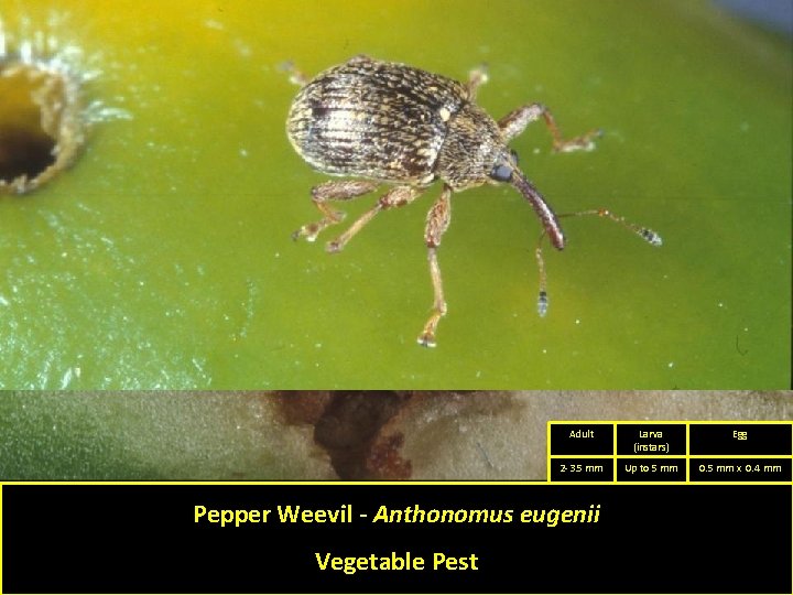 Adult Larva (instars) Egg 2 -3. 5 mm Up to 5 mm 0. 5 Adult Larva (instars) Egg 2 -3. 5 mm Up to 5 mm 0. 5