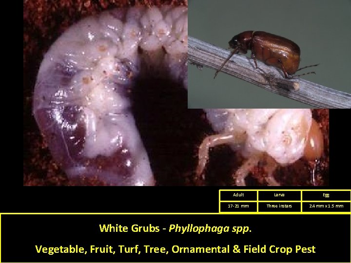 Adult Larva Egg 17 -21 mm Three instars 2. 4 mm x 1. 5 Adult Larva Egg 17 -21 mm Three instars 2. 4 mm x 1. 5
