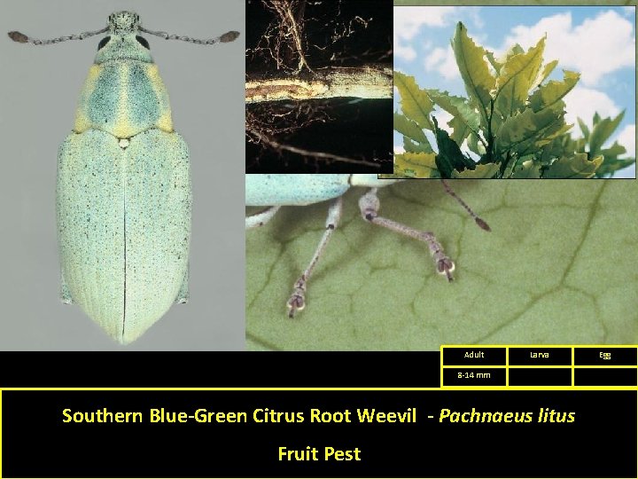 Adult Larva 8 -14 mm Southern Blue-Green Citrus Root Weevil - Pachnaeus litus Fruit Adult Larva 8 -14 mm Southern Blue-Green Citrus Root Weevil - Pachnaeus litus Fruit