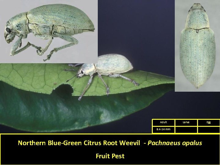 Adult Larva 8. 4 -14 mm Northern Blue-Green Citrus Root Weevil - Pachnaeus opalus Adult Larva 8. 4 -14 mm Northern Blue-Green Citrus Root Weevil - Pachnaeus opalus