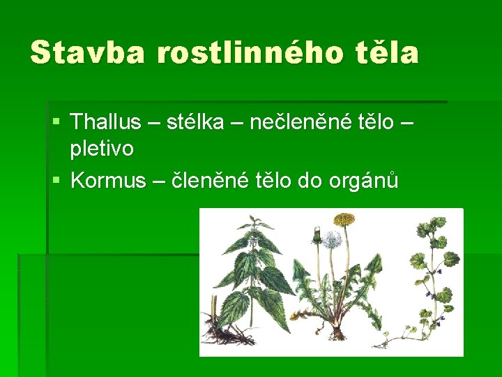 Stavba rostlinného těla § Thallus – stélka – nečleněné tělo – pletivo § Kormus