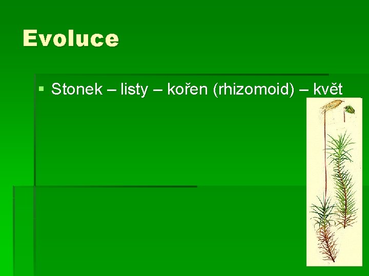 Evoluce § Stonek – listy – kořen (rhizomoid) – květ 