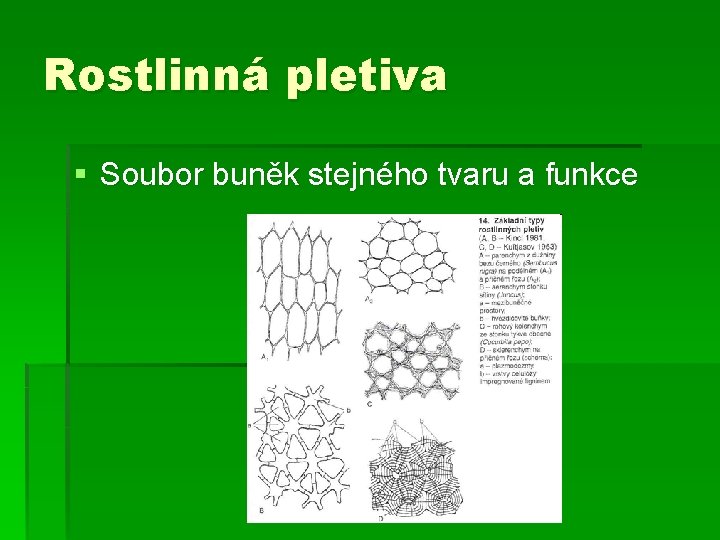 Rostlinná pletiva § Soubor buněk stejného tvaru a funkce 