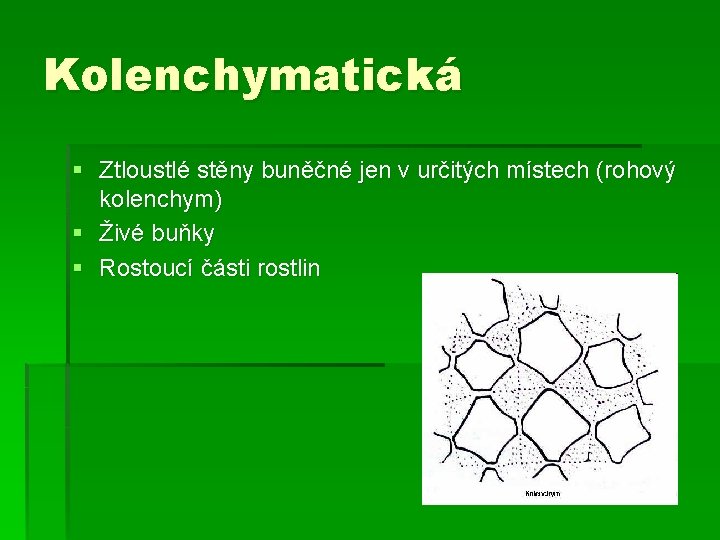 Kolenchymatická § Ztloustlé stěny buněčné jen v určitých místech (rohový kolenchym) § Živé buňky