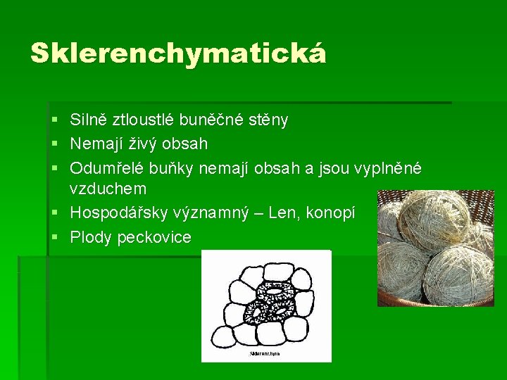 Sklerenchymatická § Silně ztloustlé buněčné stěny § Nemají živý obsah § Odumřelé buňky nemají