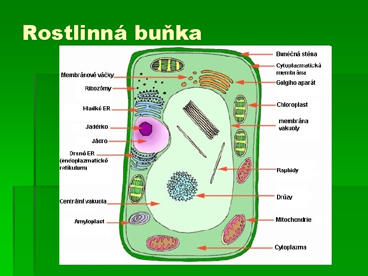 Rostlinná buňka 